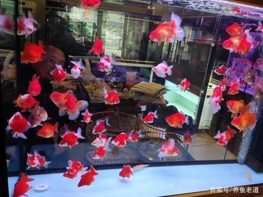 龍魚出生多大：如何正確照顧剛出生的龍魚 水族問答 第1張