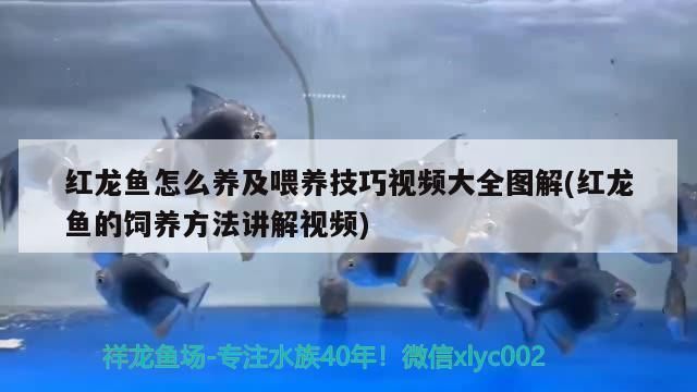 小紅龍魚飼料喂養(yǎng)效果案例：小紅龍魚少食多餐喂養(yǎng)指南，促進(jìn)小紅龍魚發(fā)色的飼料成分 龍魚百科 第5張