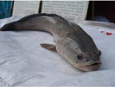 雷龍魚苗飼料怎么配：雷龍魚苗的飼料配置應(yīng)包括市售專用飼料、活體餌料、活體餌料 龍魚百科 第3張