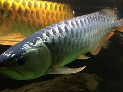 龍魚怎么沉底了：導(dǎo)致龍魚沉底的原因 龍魚百科 第4張