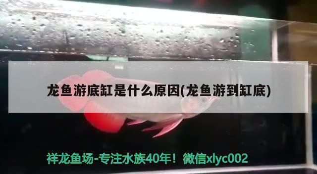 龍魚老是往缸底游是為什么：為什么龍魚老是往缸底游