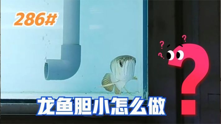 龍魚膽小怎么解決：龍魚膽小喂食策略,龍魚膽小的隔離靜養(yǎng)方法 龍魚百科 第2張