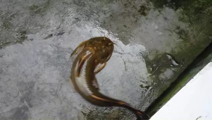 申古銀版魚水質要求：申古銀版魚對水質要求較高，適宜生活水溫為24-27攝氏度 龍魚百科 第1張