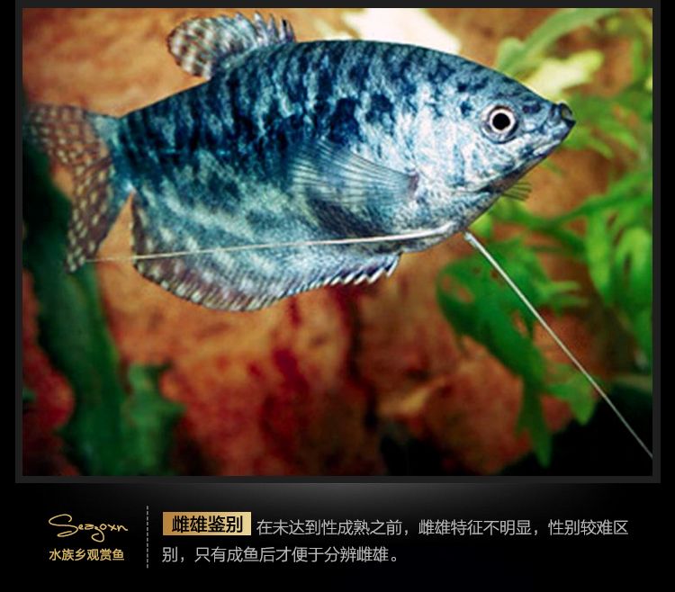 龍魚是淡水魚嗎：龍魚在不同文化中的象征意義,如何鑒別高品質(zhì)龍魚