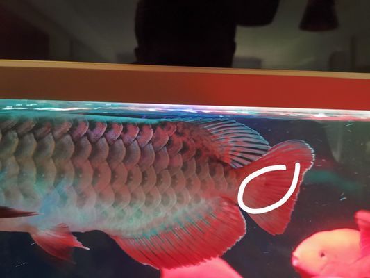 龍魚(yú)尾巴出血點(diǎn)怎么辦圖片：龍魚(yú)尾巴出現(xiàn)出血點(diǎn)可能由多種原因引起，可能由多種原因引起 龍魚(yú)百科 第1張