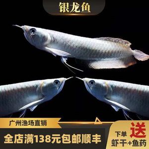 龍魚和銀龍魚的區(qū)別在哪里：龍魚和銀龍魚在外形、生活環(huán)境等方面存在顯著區(qū)別