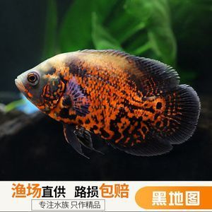 龍魚的配魚有哪些種類：適合與龍魚混養(yǎng)的魚類 龍魚百科 第3張