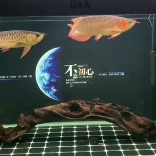 紅龍魚繁殖期食物保存方法：紅龍魚繁殖期水蚯蚓的保存方法 龍魚百科