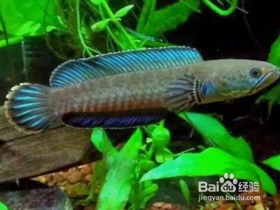 雷龍魚怎么喂飼料：如何訓(xùn)練雷龍魚吃飼料 龍魚百科 第1張