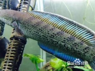 雷龍魚怎么喂飼料：如何訓(xùn)練雷龍魚吃飼料 龍魚百科 第2張