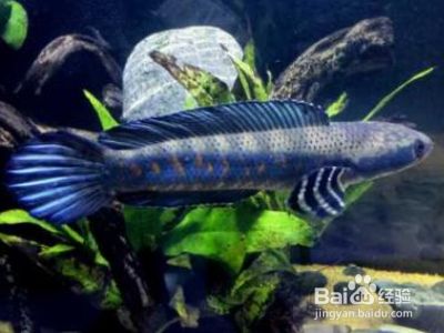 雷龍魚怎么喂飼料：如何訓(xùn)練雷龍魚吃飼料 龍魚百科 第3張