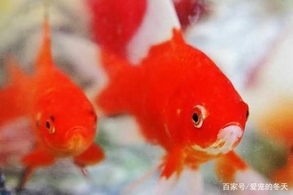 龍魚大賽有兜嘴的嗎：在龍魚大賽中，兜嘴的作用是什么？ 水族問答 第2張