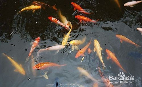 龍魚大?。宏P(guān)于龍魚的10個(gè)疑問 水族問答 第1張