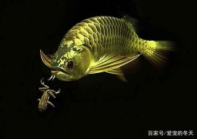 養(yǎng)龍魚十句口訣：養(yǎng)龍魚十句口訣涵蓋了從水質(zhì)管理到飼料選擇、健康觀察等方面 龍魚百科 第2張