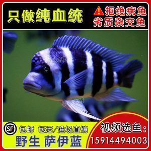 龍魚薩伊藍(lán)混養(yǎng)怎么養(yǎng)：龍魚和薩伊藍(lán)魚混養(yǎng)的注意事項(xiàng) 龍魚百科 第4張