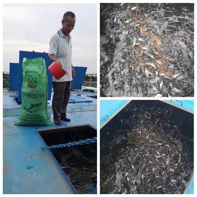 龍魚呆在水面不游動了會死嗎：龍魚為什么會呆在水面不游動？ 水族問答 第1張