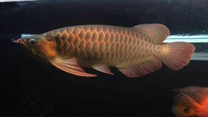 紅龍魚水溫過高處理方法：紅龍魚水溫過高怎么辦 龍魚百科 第5張