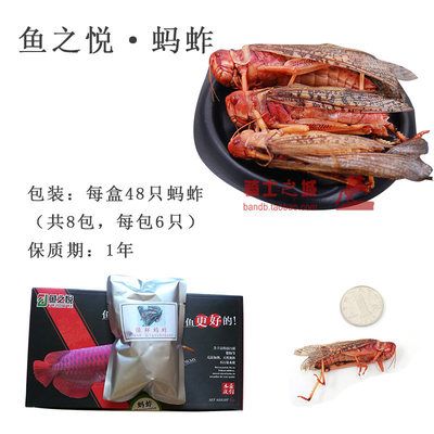 龍魚(yú)魚(yú)食凍蝦仁用殺菌么：如何正確給龍魚(yú)去殼 龍魚(yú)百科 第5張