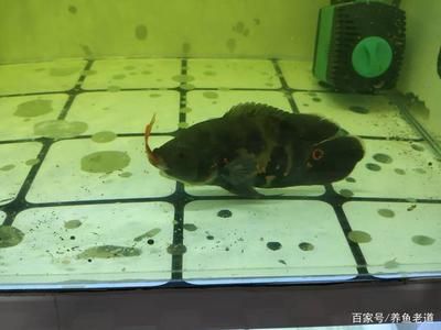 龍魚到家10天不開口了怎么辦：為什么養(yǎng)了龍魚10天后突然不開口了？ 水族問答 第1張