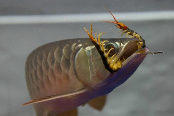 龍魚混養(yǎng)不吃食：龍魚不吃食的原因及解決方案 龍魚百科 第5張