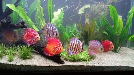 紅龍魚飼料中的發(fā)色成分：關(guān)于紅龍魚飼料中的發(fā)色成分的一些分析 龍魚百科 第3張