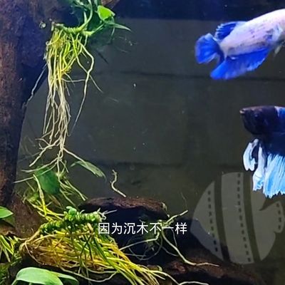 龍魚食欲不振的解決辦法：如何正確使用水質(zhì)檢測工具，龍魚常見疾病的預(yù)防方法 龍魚百科 第3張