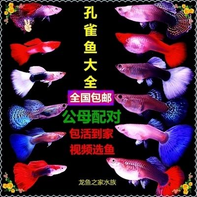 龍魚世家網(wǎng)站首頁：龍魚世家網(wǎng)站 龍魚百科 第3張