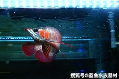 龍魚新入缸多久才能吃食：龍魚入缸初期如何保持水質(zhì)穩(wěn)定，龍魚拒食時的應(yīng)對方法 龍魚百科 第3張