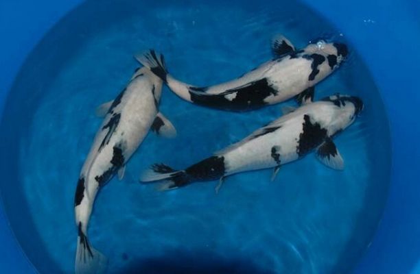 龍魚(yú)到家多久換水一次：龍魚(yú)到家后多久換一次水？ 水族問(wèn)答 第2張