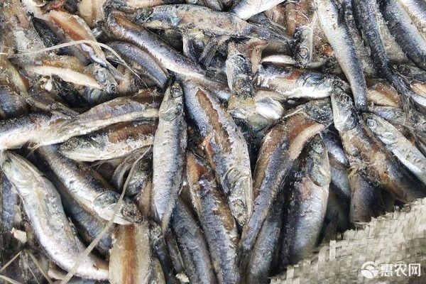 龍魚活餌料消毒用什么：龍魚活餌料怎么消毒 龍魚百科 第5張