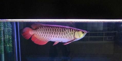 龍魚5號藥對魚的傷害：龍魚5號藥對魚體的傷害主要來自其化學成分和化學成分 龍魚百科 第4張