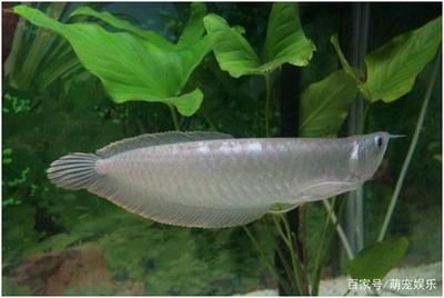 銀龍魚苗飼養(yǎng)環(huán)境要求：銀龍魚苗的飼養(yǎng)方法 龍魚百科 第4張