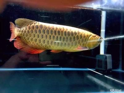 龍魚專賣店：淮北龍魚專賣店特色品種介紹 龍魚百科 第5張