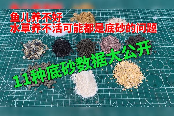 龍魚到家三天還不吃食什么原因造成的：為什么龍魚到家三天后還不吃東西？ 水族問答 第1張