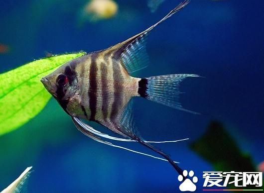 如何判斷招財(cái)貓魚(yú)患腸炎：招財(cái)貓魚(yú)患腸炎怎么辦 龍魚(yú)百科 第6張