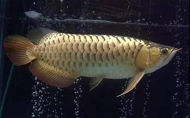 龍魚怎么拔鱗片：龍魚拔鱗片手術(shù) 龍魚百科 第1張