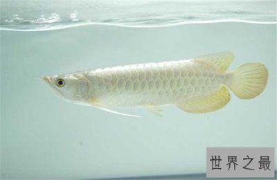 龍魚能吃嗎：龍魚可以吃嗎， 龍魚百科 第3張