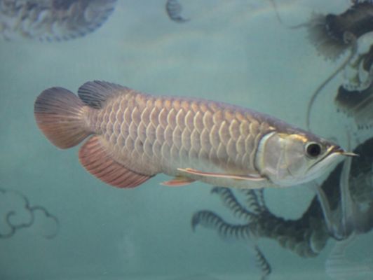 龍魚(yú)腸道疾病如何調(diào)理：龍魚(yú)腸炎的調(diào)理方法 龍魚(yú)百科 第3張