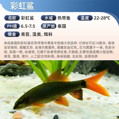 龍魚缸清潔魚怎么養(yǎng)活：龍魚缸清潔魚怎么養(yǎng)活龍魚缸清潔魚需要注意以下幾個方面 龍魚百科 第4張