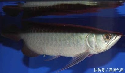 龍魚怎么預防腸炎呢視頻：如何預防龍魚腸炎 龍魚百科 第5張