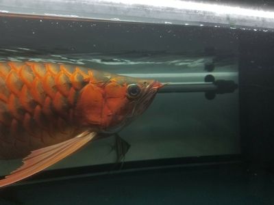 龍魚(yú)掉眼防治措施：龍魚(yú)掉眼怎么辦？ 龍魚(yú)百科 第3張