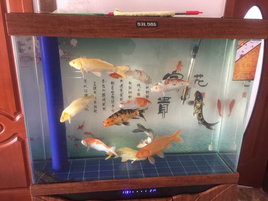 龍魚缸亞硝酸鹽多少正常：保持龍魚缸中亞硝酸鹽濃度在0.1毫克每升以下 龍魚百科 第4張