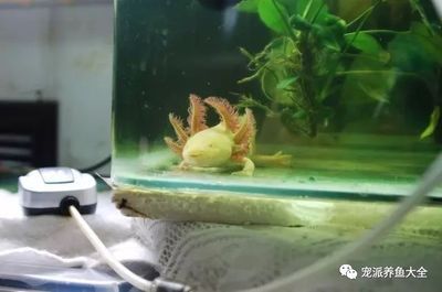 六角恐龍魚日常護(hù)理要點(diǎn)：六角恐龍魚日常護(hù)理 龍魚百科 第4張