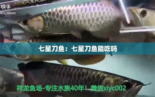 龍魚的飼料七星刀魚能吃嗎視頻：七星刀魚與龍魚混養(yǎng)指南,七星刀魚夜間喂食技巧 龍魚百科 第3張