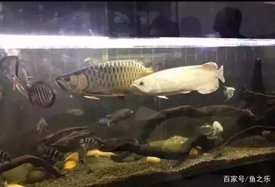 龍魚總是躲角落里：龍魚為什么喜歡躲在角落里 龍魚百科 第5張