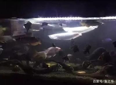 龍魚總是躲角落里：龍魚為什么喜歡躲在角落里 龍魚百科 第4張