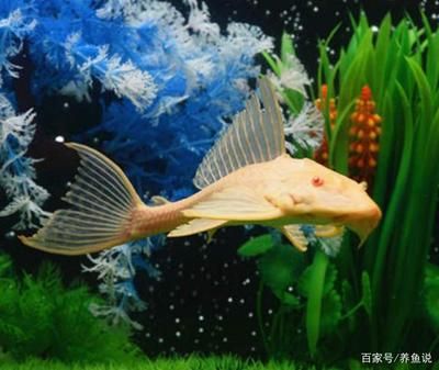 龍魚(yú)在一起打架嗎：關(guān)于龍魚(yú)打架的一些問(wèn)題 龍魚(yú)百科 第4張