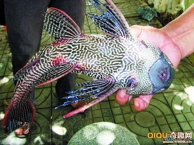 龍魚在哪里抓比較好：捕捉龍魚的最佳地點包括東南亞、泰國、馬來西亞等地區(qū)的自然水域 龍魚百科 第2張