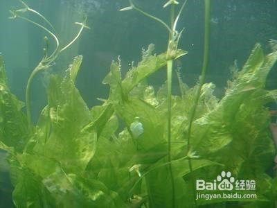 龍魚的缸要多大尺寸好：多大的魚缸能讓龍魚健康成長？ 水族問答 第1張