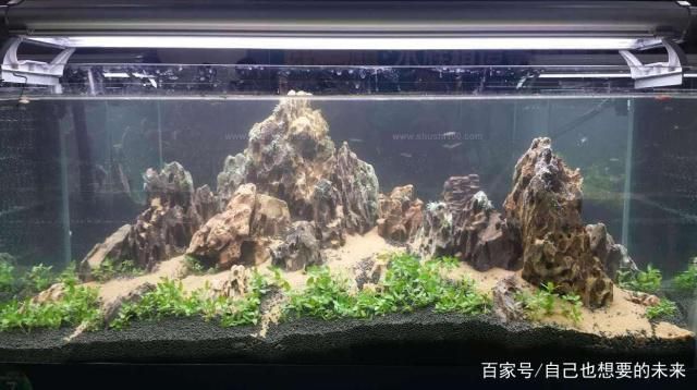 羽毛刀魚苗水族箱布置技巧：羽毛刀魚苗水族箱布置技巧是確保魚類健康生長和提高觀賞效果的關(guān)鍵因素之一 龍魚百科 第1張